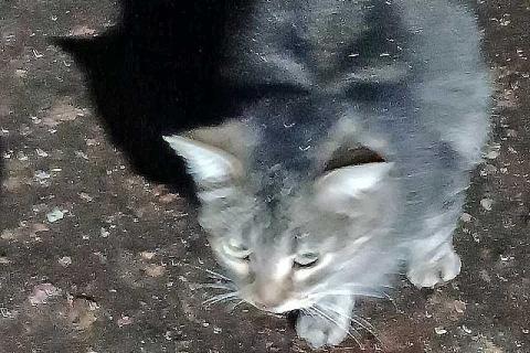 В дар кошку. Маленькое сердце, брошенное на дачах, ищет дом. Фото4