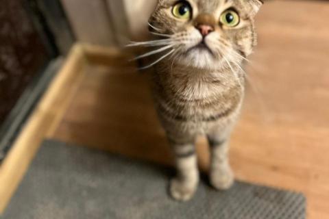 В дар кошку. Шотландская вислоухая кошка в дар. Фото2