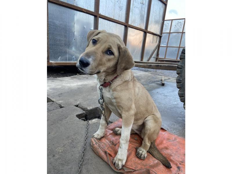 В дар собаку