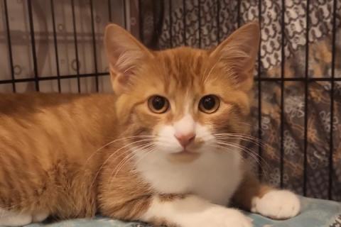 В дар кошку. Рыжие котята в добрые руки. Фото3