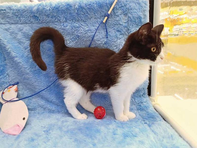 В дар кошку