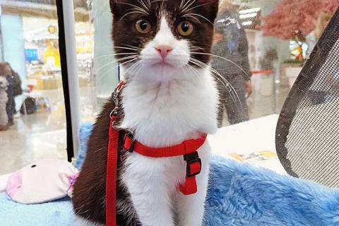 В дар кошку. Котёнок девочка маркизного окраса по имени Носюша ищет дом. Фото2