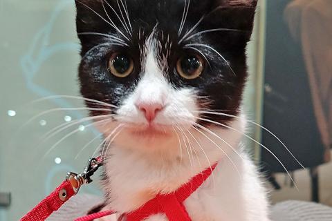 В дар кошку. Котёнок девочка маркизного окраса по имени Носюша ищет дом. Фото3