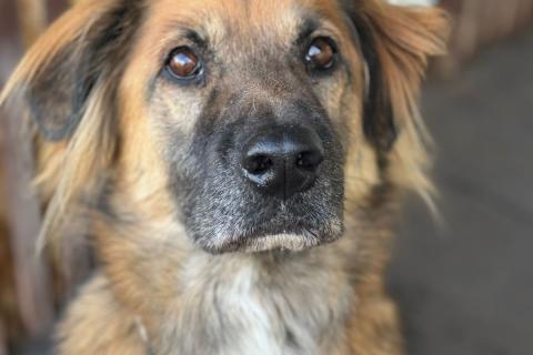 В дар собаку. Пушистый рыжий пёс Миша в добрые руки. Фото1