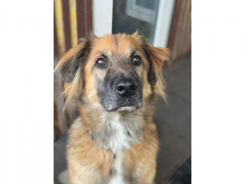 В дар собаку