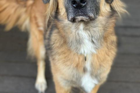 В дар собаку. Пушистый рыжий пёс Миша в добрые руки. Фото2