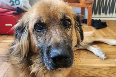 В дар собаку. Пушистый рыжий пёс Миша в добрые руки. Фото3