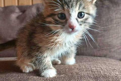 В дар кошку. Ищем добрые руки для очаровательных котят. Фото1