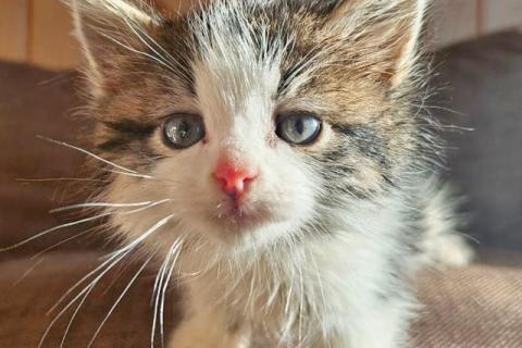 В дар кошку. Ищем добрые руки для очаровательных котят. Фото4