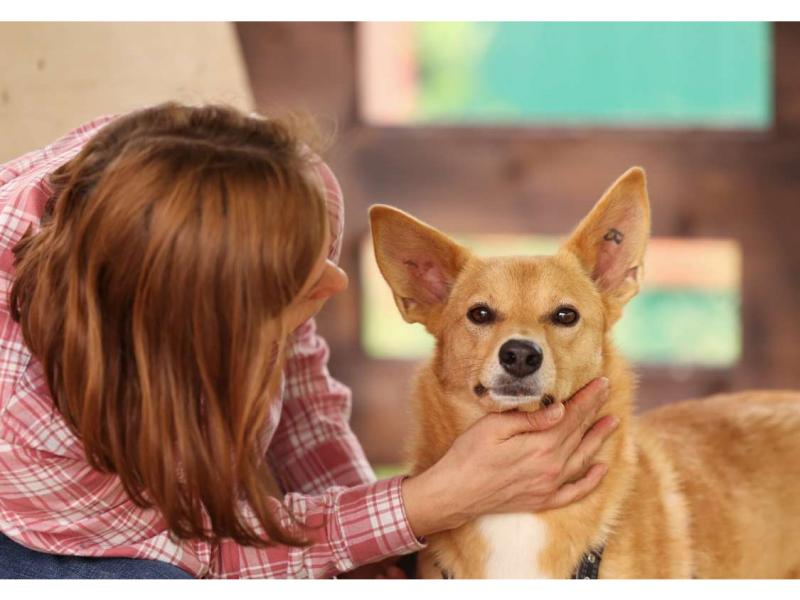 В дар собаку