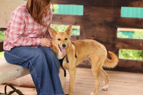 В дар собаку. Рыжая маленькая лисичка Фокси в добрые руки. Фото3