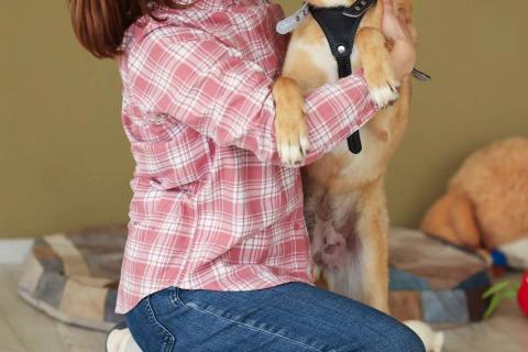 В дар собаку. Рыжая маленькая лисичка Фокси в добрые руки. Фото4