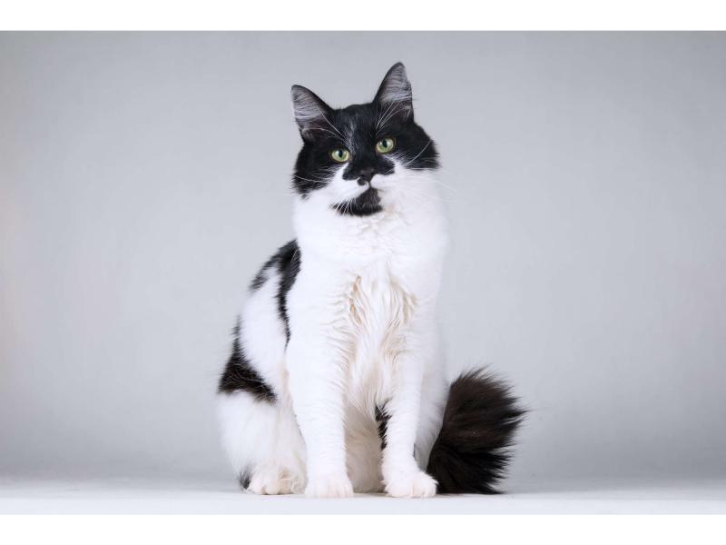 В дар кошку