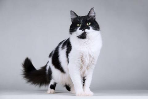 В дар кошку. Большой добрый кот по имени Мальчик. Фото2