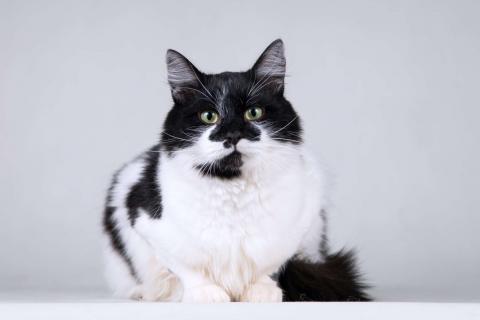 В дар кошку. Большой добрый кот по имени Мальчик. Фото4