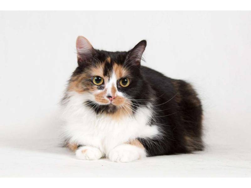 В дар кошку