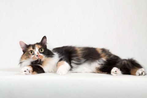 В дар кошку. Ласковая пушистая трёхцветная кошка Ксюша. Фото2