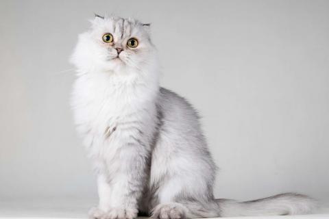 В дар кошку. Хайленд фолд серебристая шиншилла Айси в добрые руки. Фото2