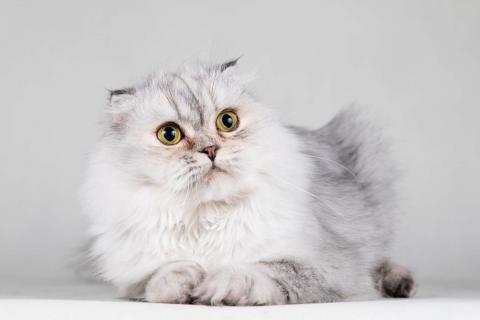 В дар кошку. Хайленд фолд серебристая шиншилла Айси в добрые руки. Фото3