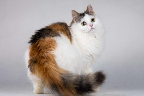 В дар кошку. Молодая сибирская трехцветная кошечка Зая в дар. Фото1