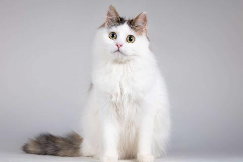 В дар кошку. Молодая сибирская трехцветная кошечка Зая в дар. Фото3