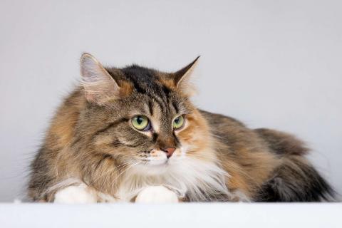 В дар кошку. Сибирячка Сандра в добрые руки. Фото4