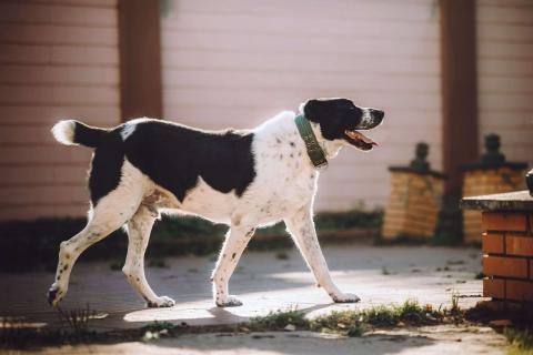 В дар собаку. Алабай Чегет в добрые руки. Фото1