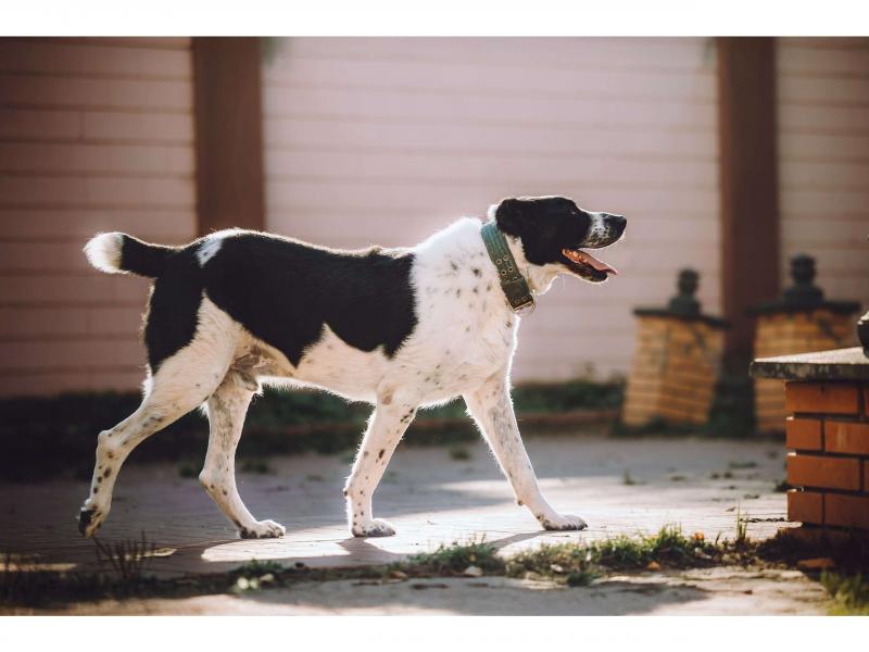 В дар собаку