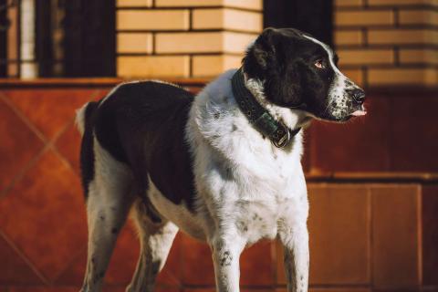 В дар собаку. Алабай Чегет в добрые руки. Фото3