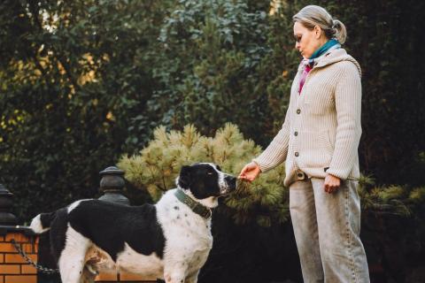 В дар собаку. Алабай Чегет в добрые руки. Фото4