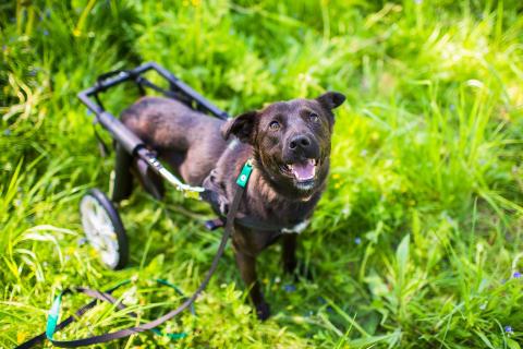 В дар собаку. Маленькая собачка-спинальник Кения в самые добрые руки. Фото1