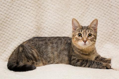 В дар кошку. Полосатая трехцветочка котёнок Теюшка в дар. Фото1