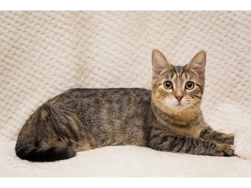 В дар кошку