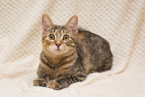 В дар кошку. Полосатая трехцветочка котёнок Теюшка в дар. Фото2