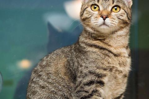 В дар кошку. Полосатая молодая серая кошечка-подросток Марфа в дар. Фото1