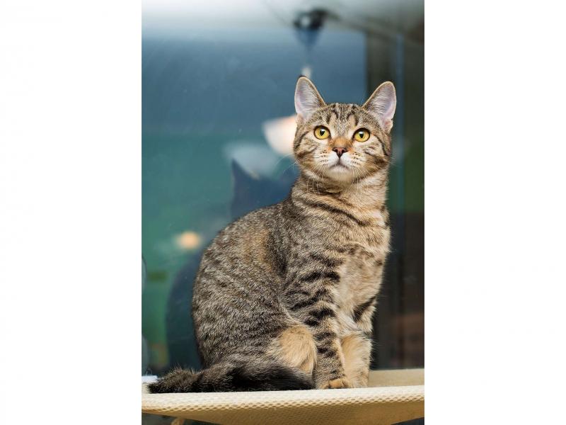 В дар кошку