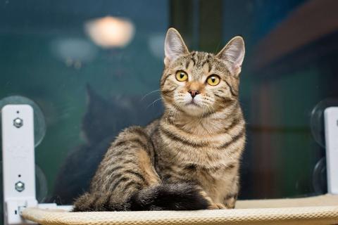 В дар кошку. Полосатая молодая серая кошечка-подросток Марфа в дар. Фото4