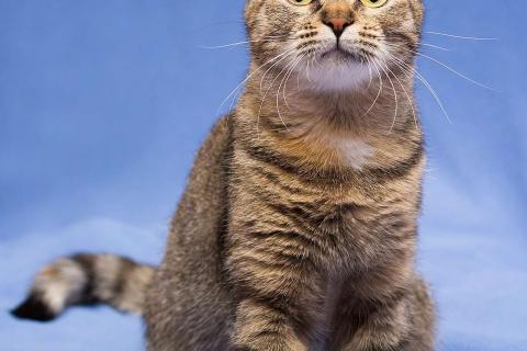 В дар кошку. Очаровательная полосатая кошечка Джуля в добрые руки. Фото1