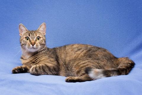 В дар кошку. Очаровательная полосатая кошечка Джуля в добрые руки. Фото2