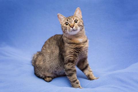 В дар кошку. Очаровательная полосатая кошечка Джуля в добрые руки. Фото3