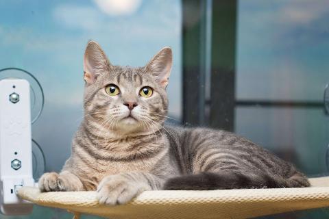 В дар кошку. Красавец серо-голубой котик-подросток Костя в добрые руки. Фото1