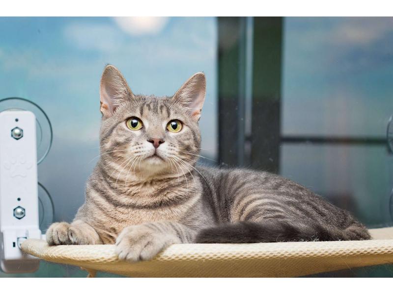 В дар кошку