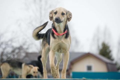В дар собаку. Небольшая забавная собачка Глори в дар. Фото3