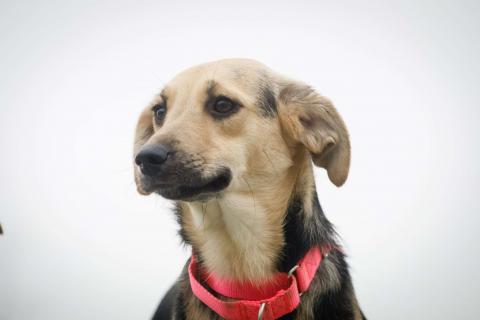 В дар собаку. Небольшая забавная собачка Глори в дар. Фото4