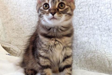 В дар кошку. Маленькая полосатая кото-рысь ищет дом. Фото1