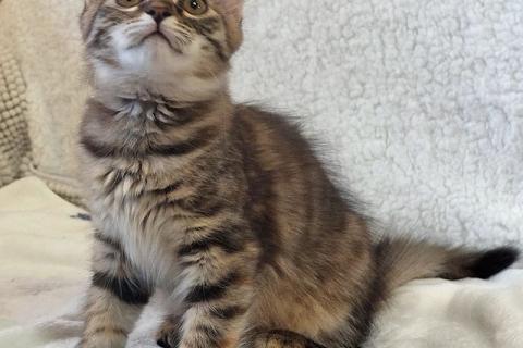 В дар кошку. Маленькая полосатая кото-рысь ищет дом. Фото2