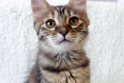 В дар кошку. Маленькая полосатая кото-рысь ищет дом. Фото4