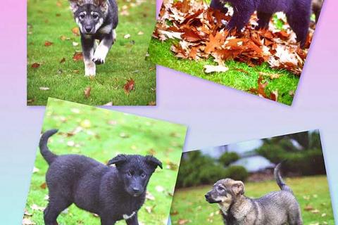 В дар собаку. Чудесные домашние щенки мальчик и девочки в добрые руки. Фото1