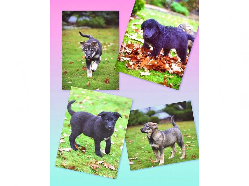 В дар собаку