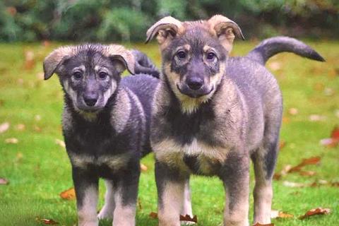 В дар собаку. Чудесные домашние щенки мальчик и девочки в добрые руки. Фото4